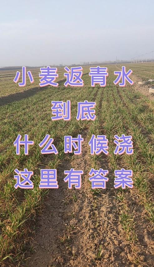小麦返青最佳浇水时机指南