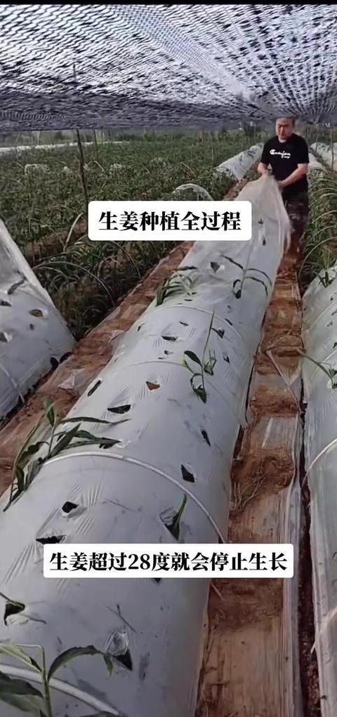 家庭种植生姜攻略：春季播种，轻松收获！