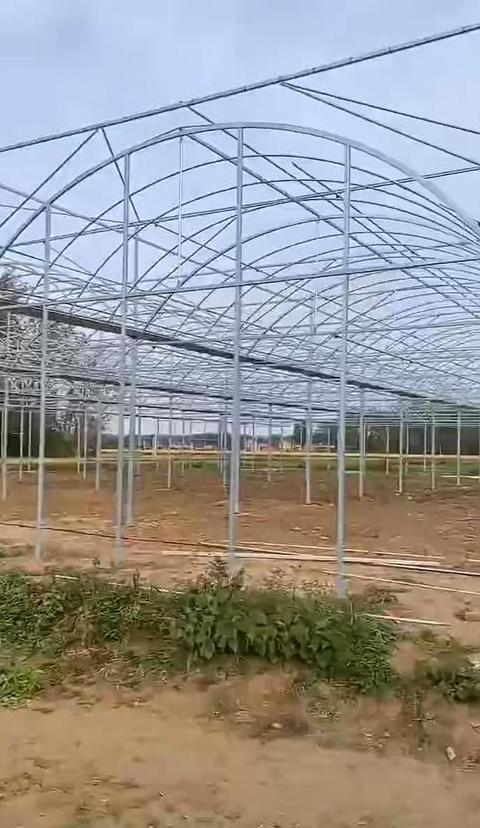 河南蔬菜种植大棚搭建