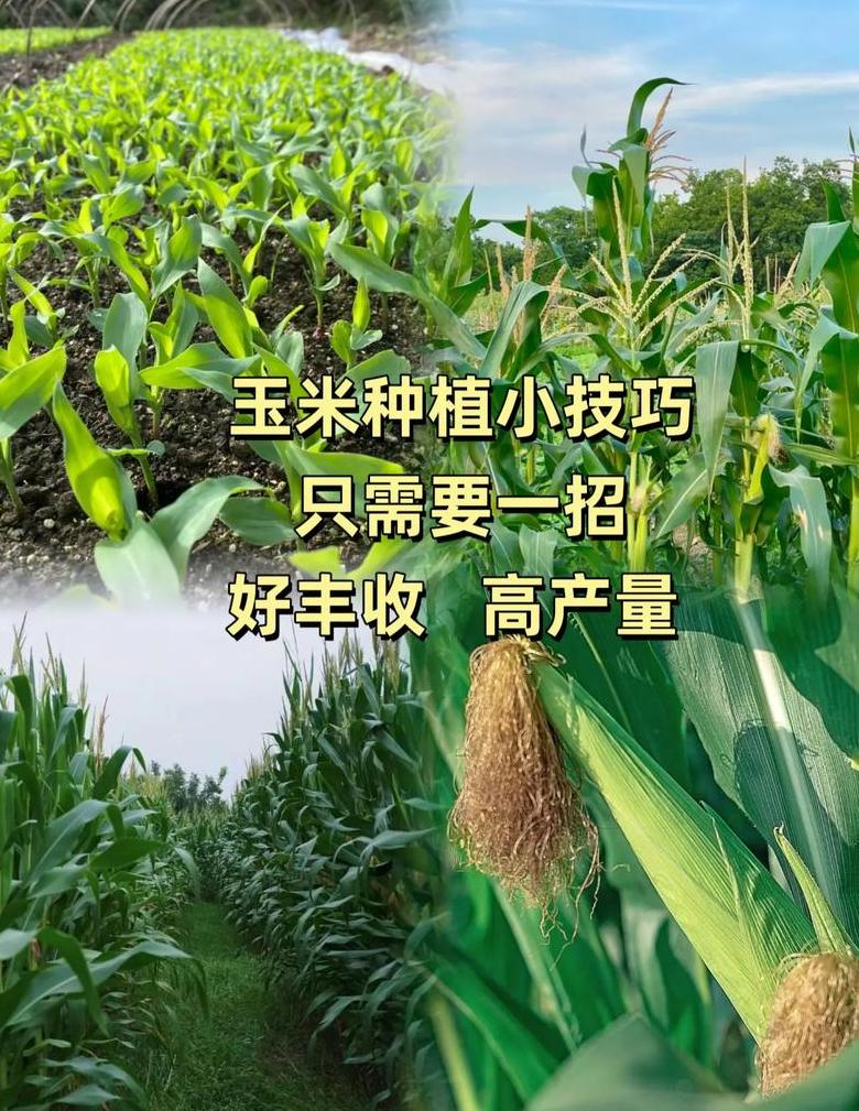 玉米种植密度：一亩地种植多少株最合适？
