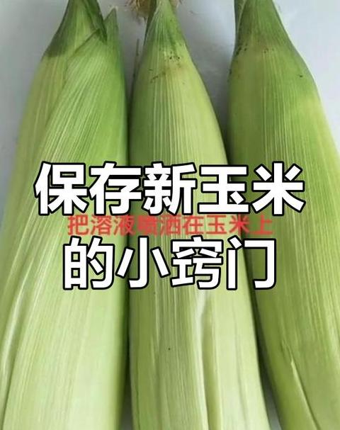 产后坐月子玉米食谱指南