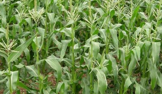 玉米种植与收获季节全解析