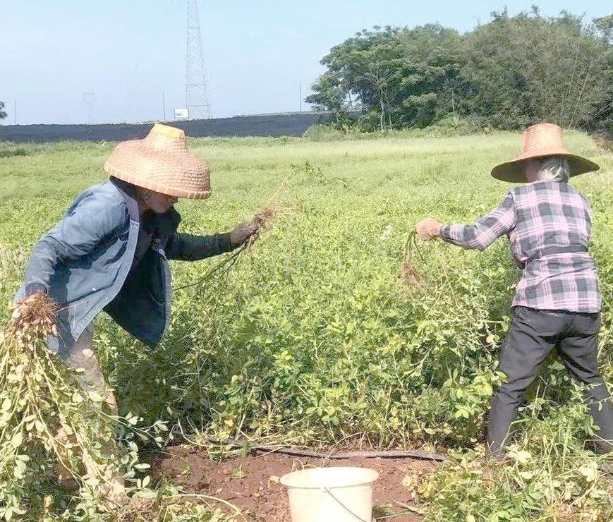 红皮花生怎么种植产量高