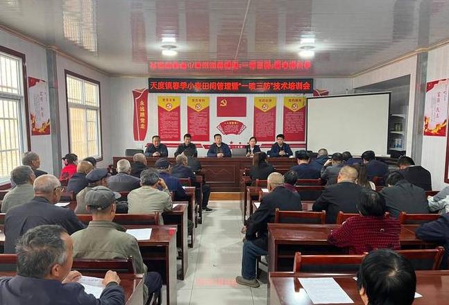 小麦种植全攻略：土壤管理到病虫害防治详解