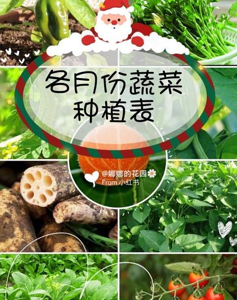 9月份适合种什么蔬菜注意事项