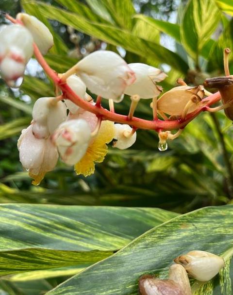 花叶艳山姜种植技巧与养护要点