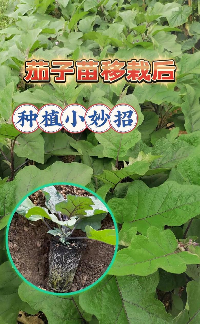 茄子种植攻略：施肥技巧与管理要点