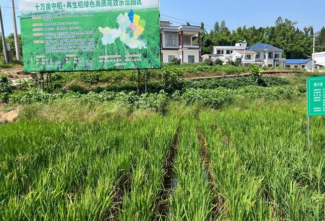 再生稻适时施肥技巧与种植要点