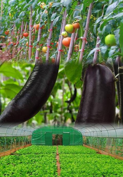 蔬菜基地