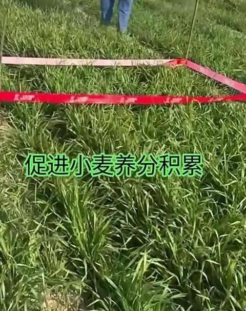 小麦施肥最佳时期解析