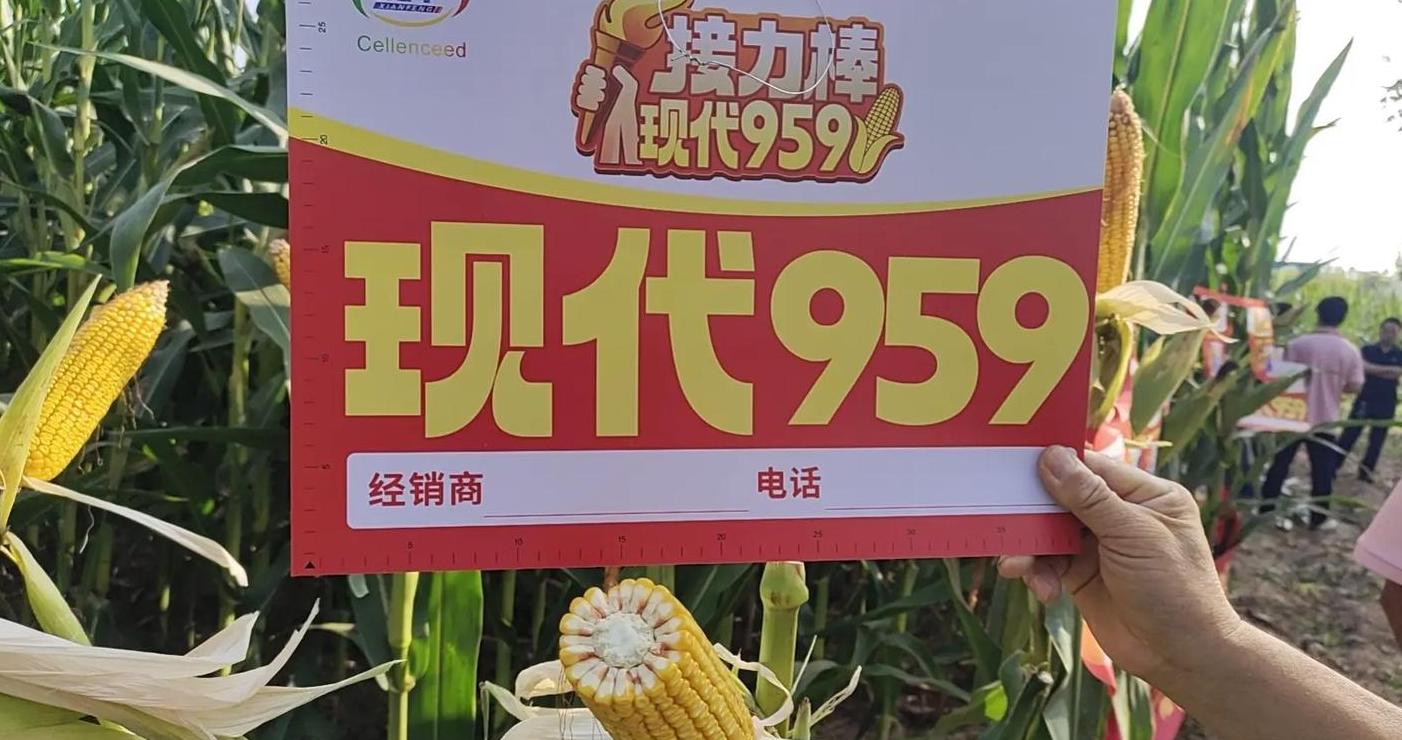 玉米种植必备：十大名牌种子品种盘点