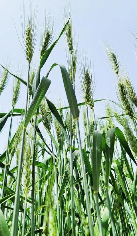 冬小麦与春小麦种植对比解析