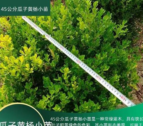 向日葵瓜子种植全攻略