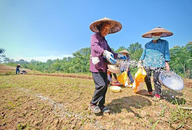 科学施肥指南：蔬菜大棚种植必备技巧