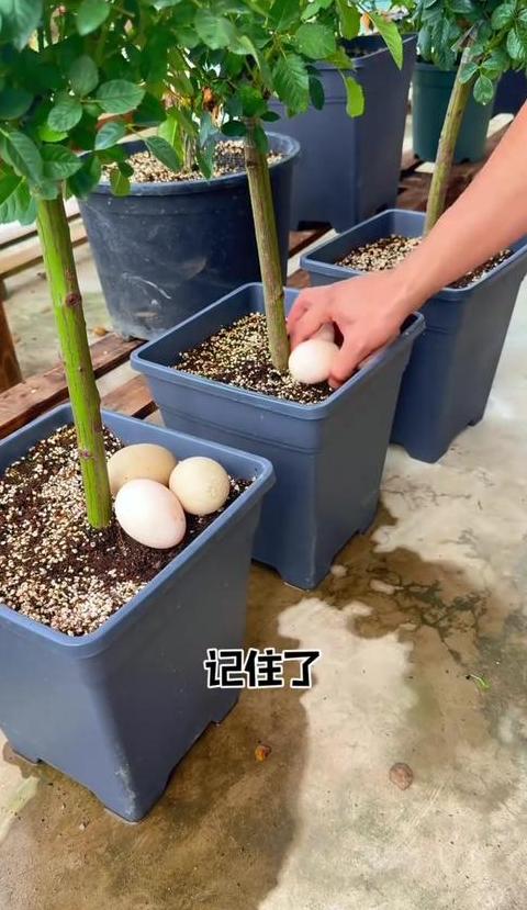 盆栽花卉施肥攻略：三种方法助植物茁壮成长