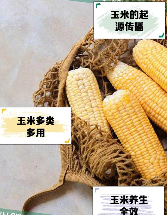 玉米的由来和历史传说
