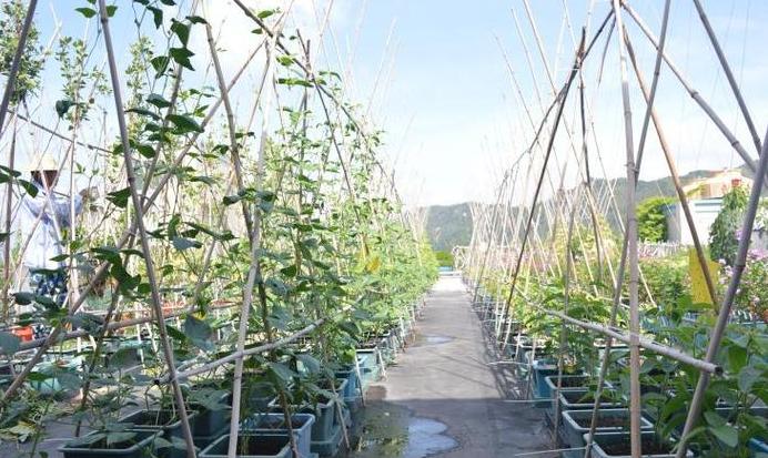 永记生态园：绿色蔬菜种植的领航者