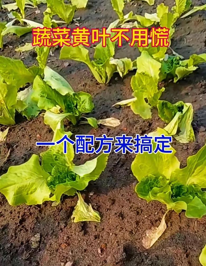 青菜烂根原因解析及防治措施