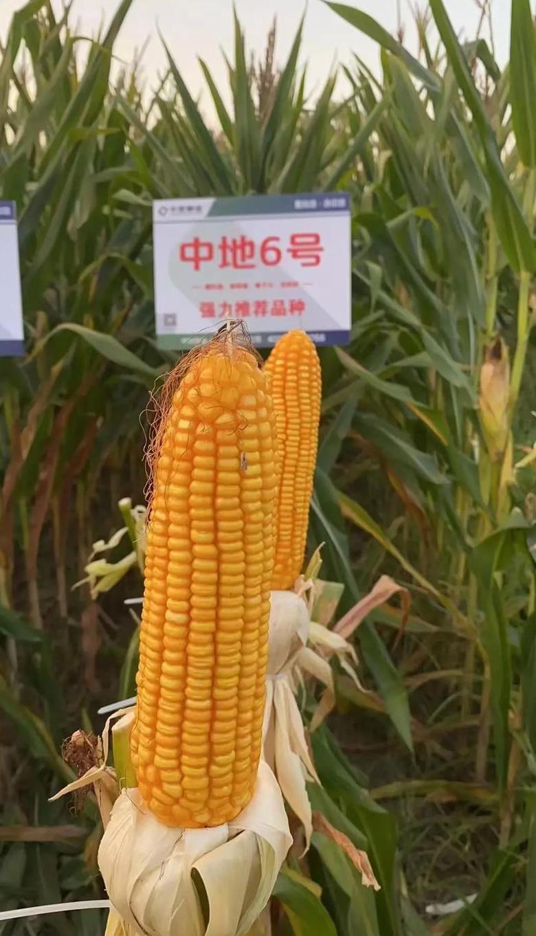 推荐高产玉米品种，助力农业生产