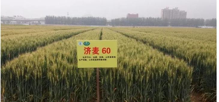 济麦22小麦品种特性与种植要点