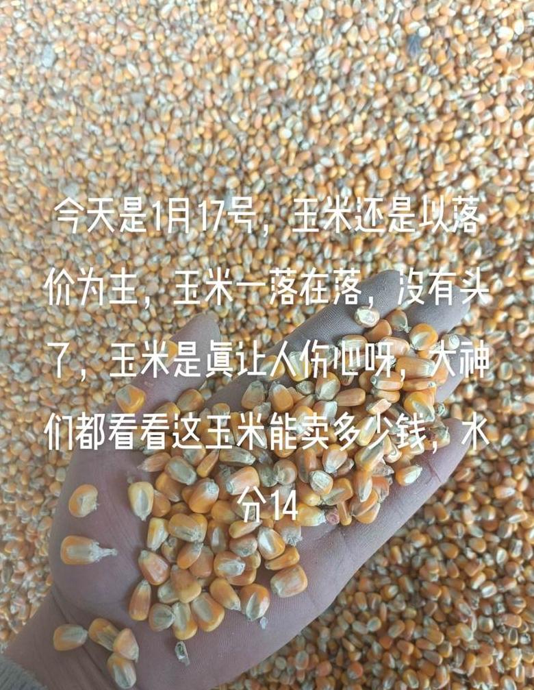东方甄选玉米品质揭秘：为何下架？价格如何？