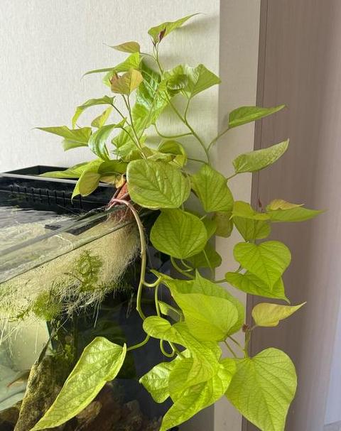 鱼缸养花攻略：让养不活的花瞬间爆盆的秘密