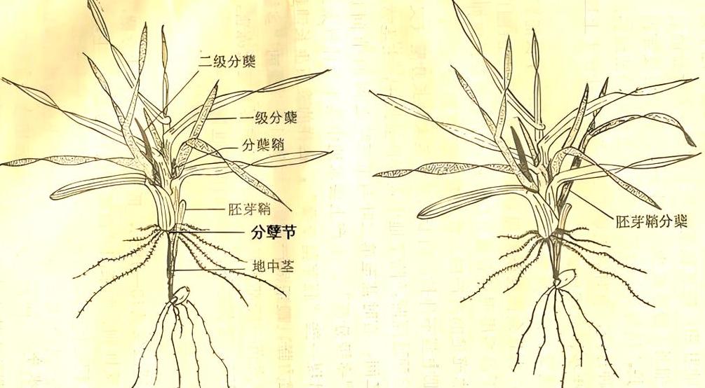 小麦分蘖时间与幼穗分化关系解析