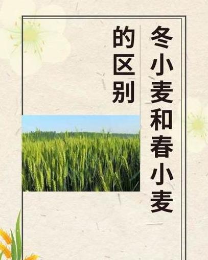 冬小麦与春小麦口感差异大揭秘