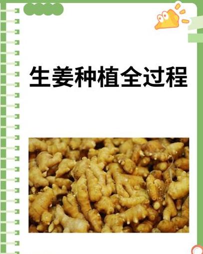 生姜种植技巧与时间指南