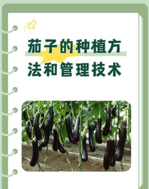 辣椒茄子坐果期科学追肥方法指南