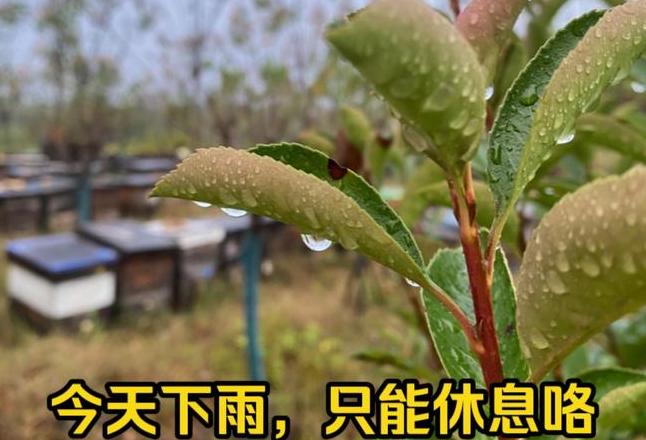 撒肥后遇雨，如何确保肥料效果？