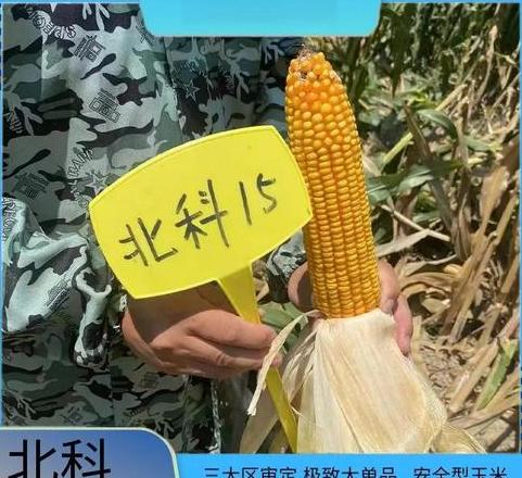 松玉438玉米种子