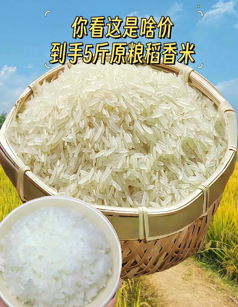 东北大米为何闻名：揭秘南方水稻到东北的迁移之路