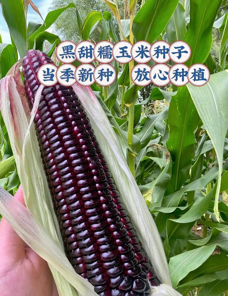 糯玉米828种子