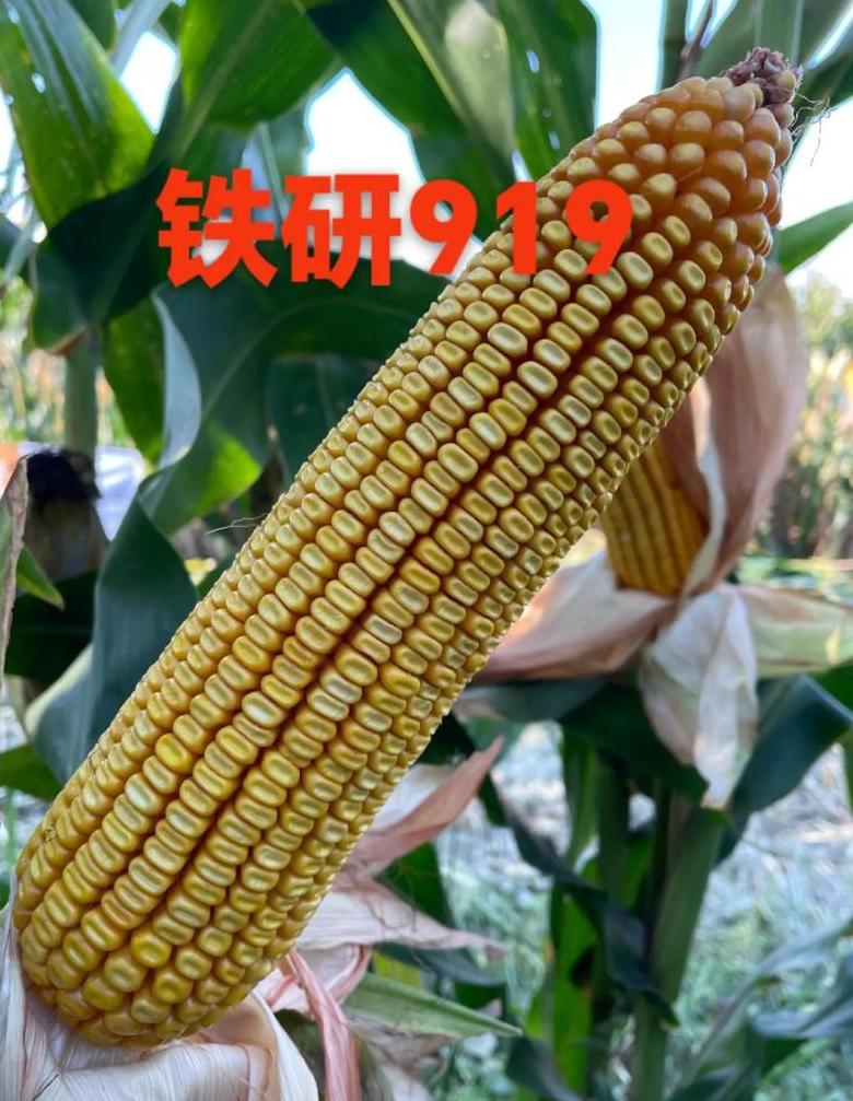 2023年919优质玉米种子推荐