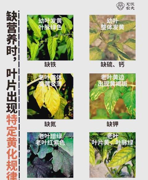 小麦旗叶发黄是怎么回事