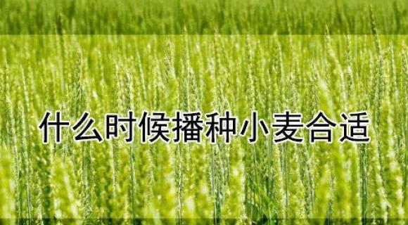 北方小麦播种与收获时间指南
