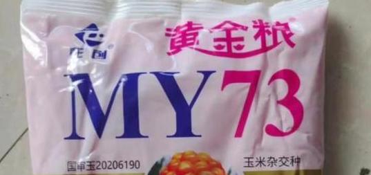 瑞普959玉米品种三大不足之处解析