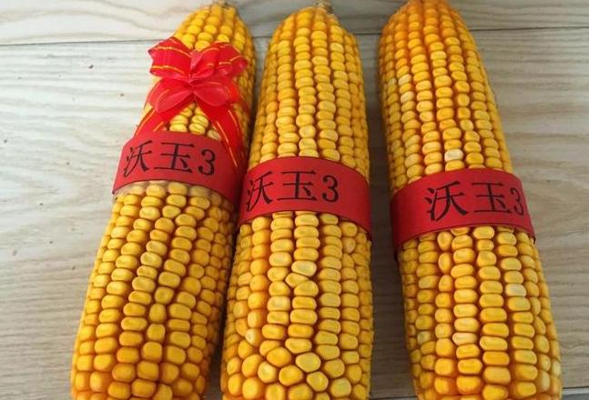 山西优质玉米品种盘点：10大推荐与热门大丰1407品种介绍