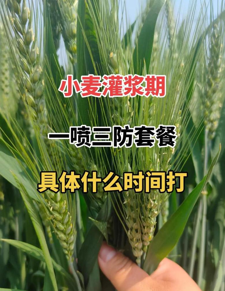 小麦灌溉频率及灌浆水最佳浇灌时机解析