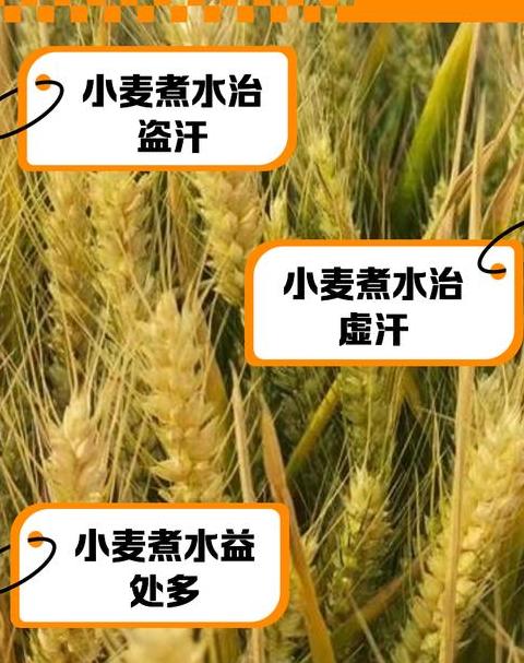 小麦水分含量计算与检测方法解析