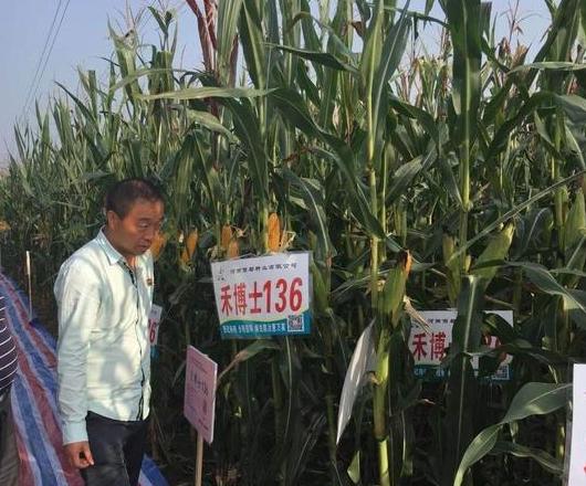 2023年河南什么时候收玉米