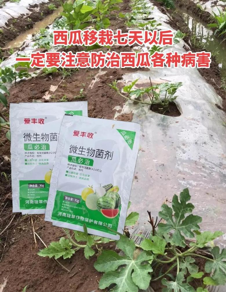 西瓜的最佳种植时间及温度