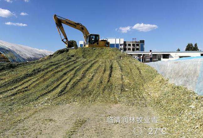 中玉335青贮玉米产量