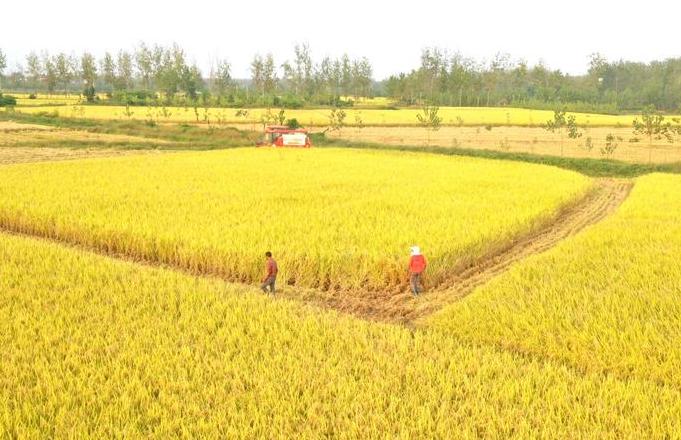 河南水稻种植分布揭秘：信阳之外30%分布地探秘