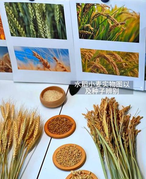 小麦与大米：营养差异大揭秘