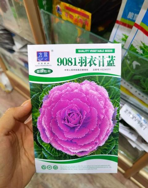南方正宗蔬菜种子