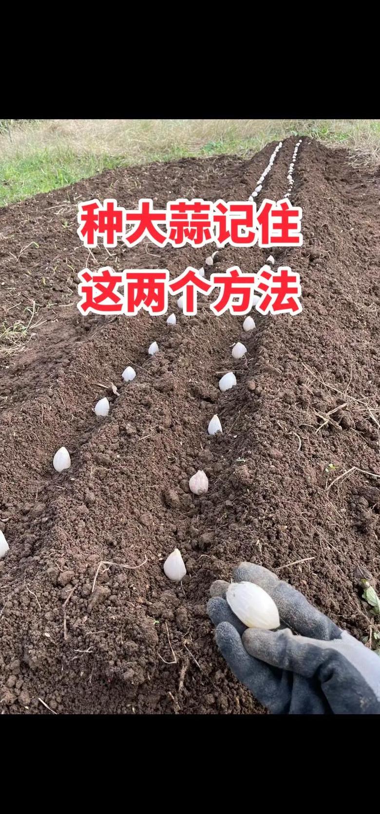 大蒜施肥最佳时机与技巧全解析