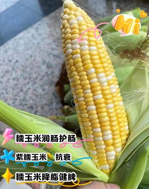 黑糯玉米种子品种推荐与种植技巧