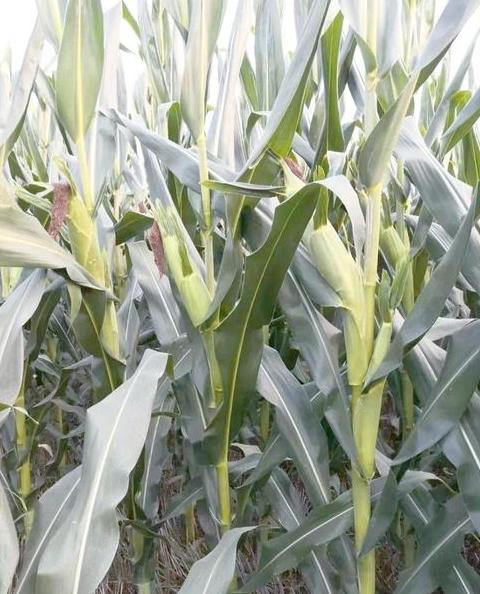 活杆成熟玉米品种盘点：高产优质品种推荐